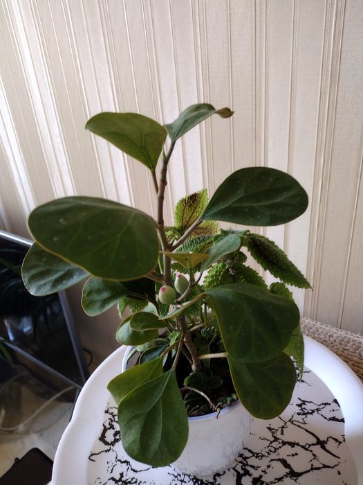 Фикусы Бенджамина