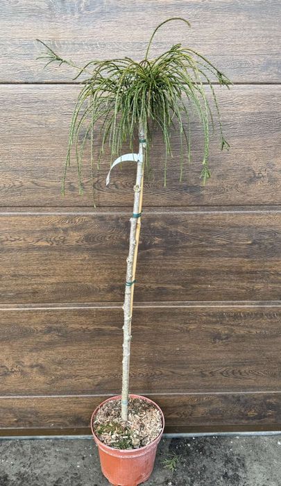 Ялівець на штамбі,модрина, штамбові дерева,береза, сакура, магнолія