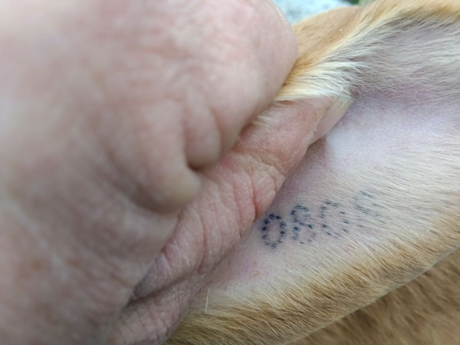 Кролики породи шиншила і бургундський кролик