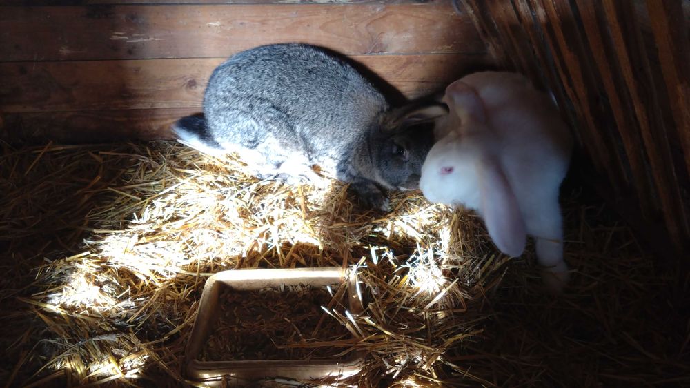 króliki mieszańce sprzedam