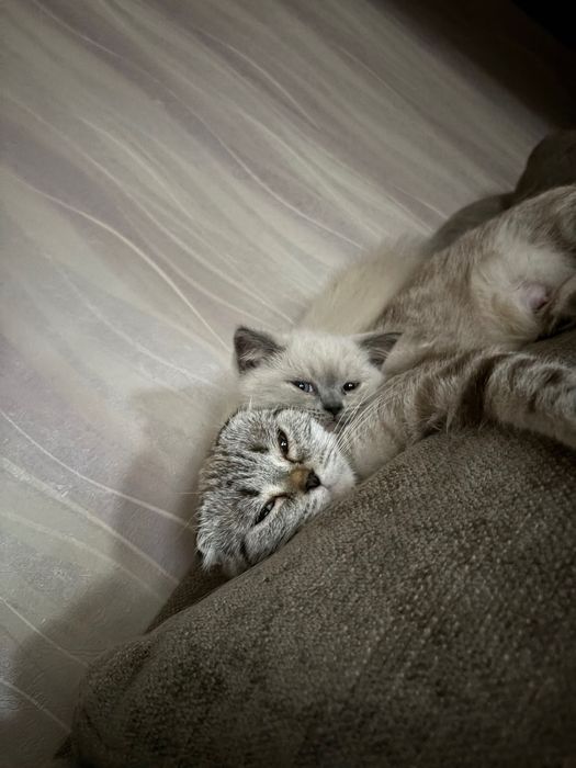 Кошенята шотландські