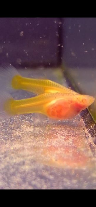 Gupiki Albino Yellow Taxi Glass Belly