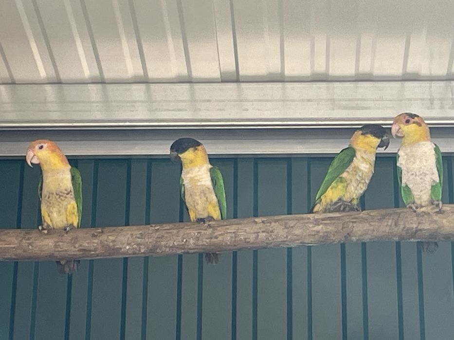 Marianinhas (Pionites)