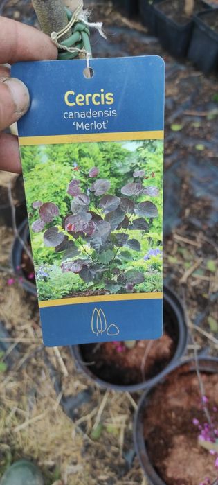 Judaszowiec 180-220cm