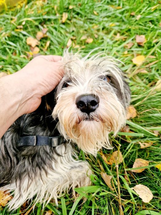 Panda czeka na swój pierwszy dom!