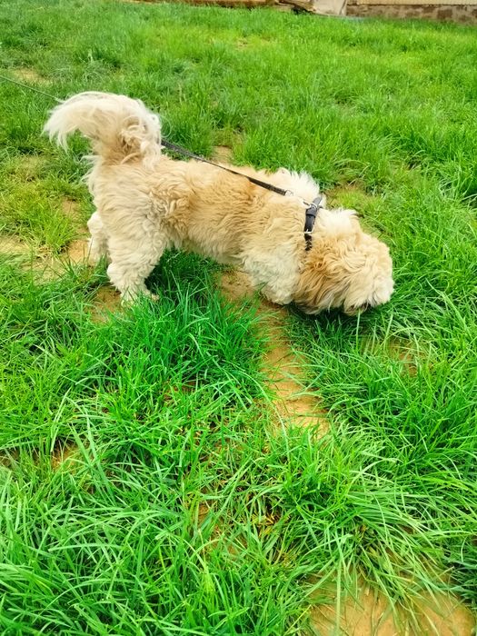Shih tzu  piesek