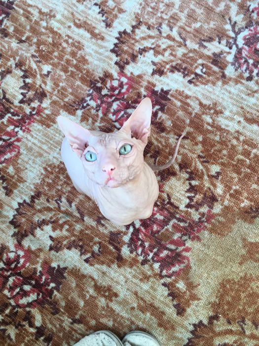 Вязка сфинксов (самый лучший)