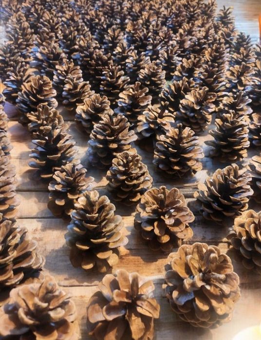 Szyszko, wysuszone, duże, 100szt. plus gratis