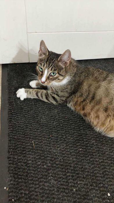 kotka zielonooka przybłąkała się w Borowej koło Koluszek