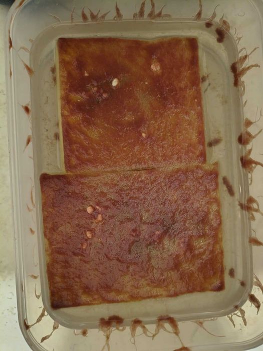 Żywy pokarm dla ryb Auloforus. Robaki, rurecznik mini,