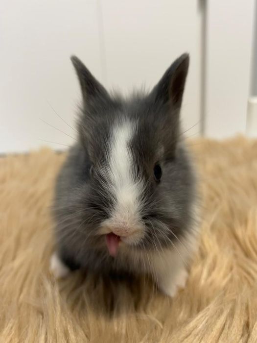 Samiczka Karzełek Teddy