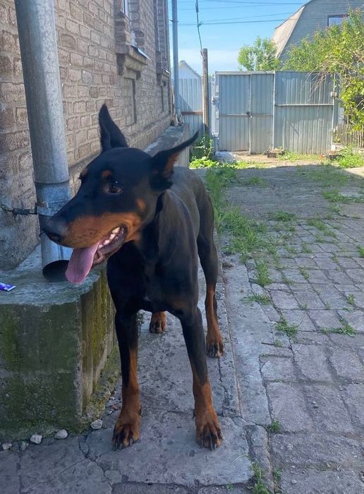 Вязка кобеля Доберман