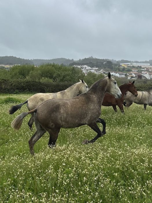 Poldra Lusitana com 3 anos