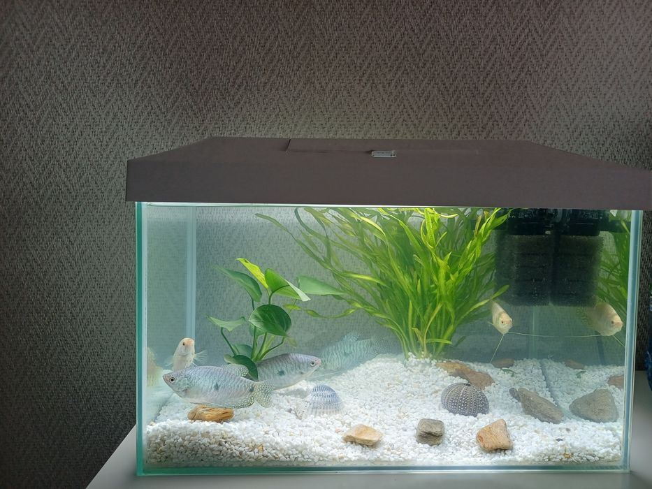 Akwarium Aquael 25litrów