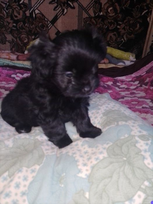 Цуценята чихуахуа chihuahua