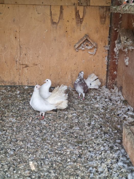 Gołębie Pawiki sprzedam