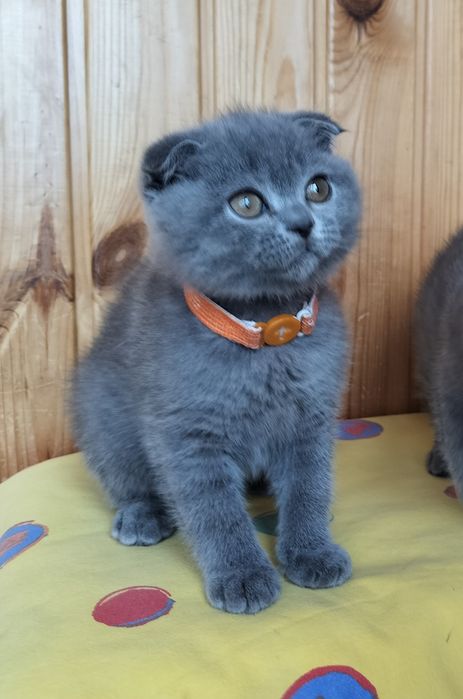 Новорічні подаруночки -дівчатка фолдочки