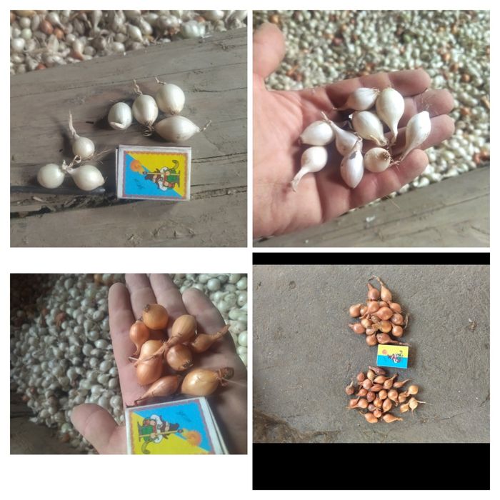 Лук севок, арпаж, тыканка