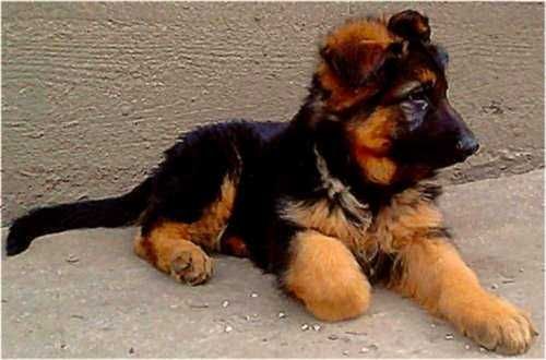 Owczarek niemiecki suczka