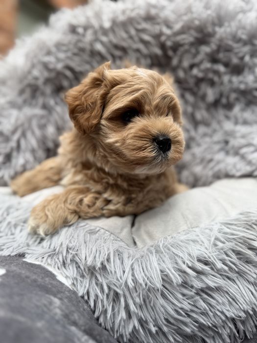 Maltipoo XS  F1 piesek