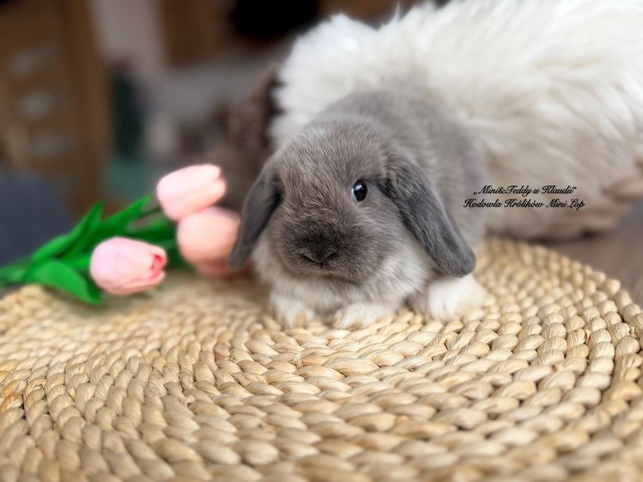MINI LOP / transport Kraków / króliczki miniaturki rasowe mini lop