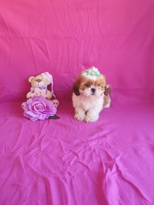 Shih-tzu Fêmea Maravilhosa