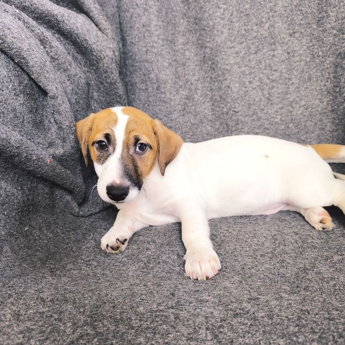 Хлопчик Джек Рассел тер'єр