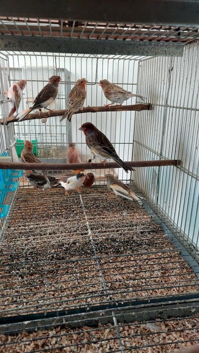 Canários alerquim português.