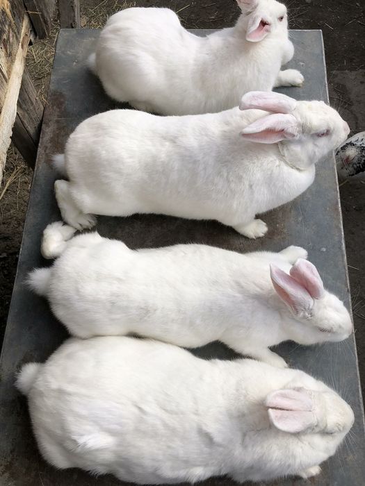 Продаю кролі.Термони. Та самка Каліфорнія
