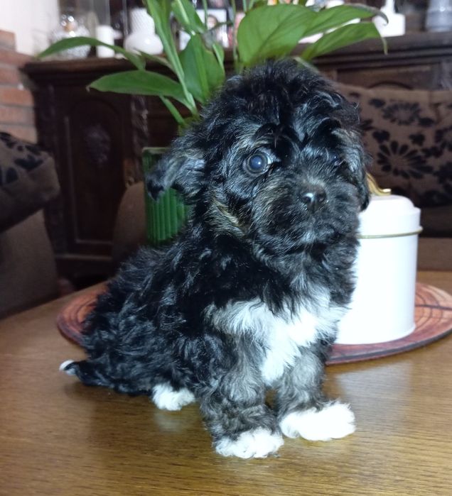 Makbet piesek rasy Russkaya Tsvetnaya Bolonka - rezerwacja