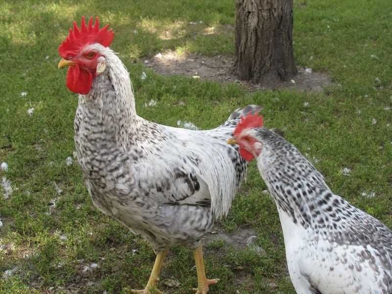 Курчата "бірківська барвиста"