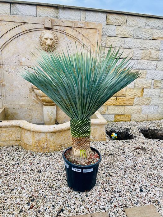 Yucca Rostrata 150cm MEGA GRUBA mrozoodporna -20