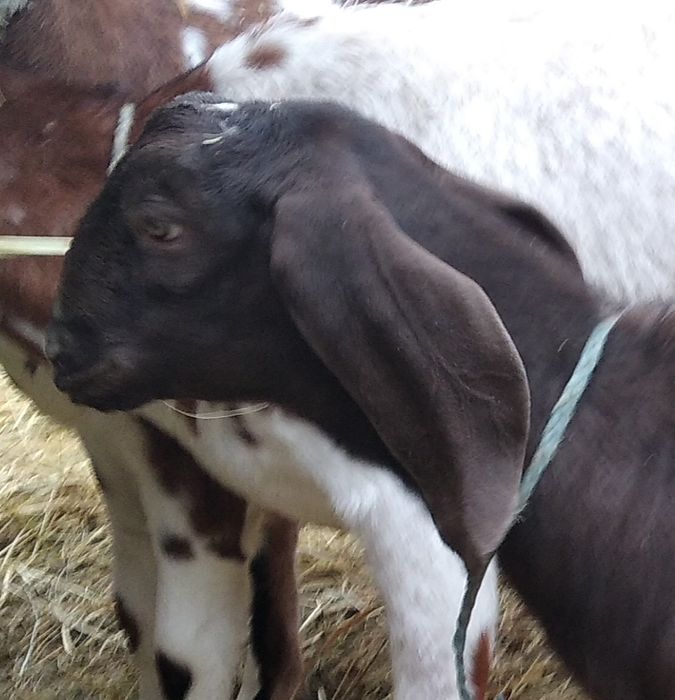 Англо- нубійська кізонька 96,88