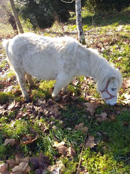 Pônei prenha   linda