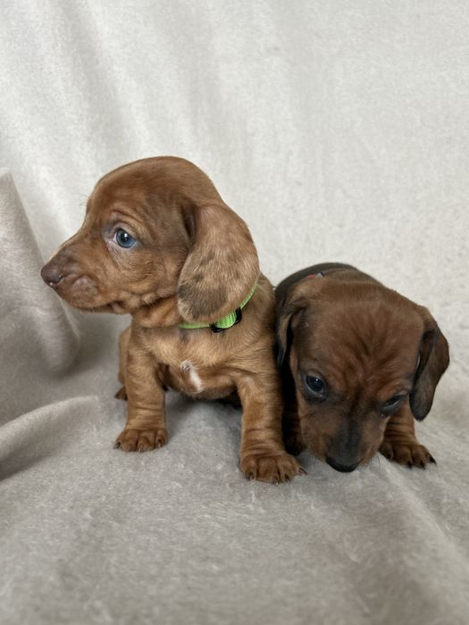 Jamnik Miniaturowy Krótkowłosy