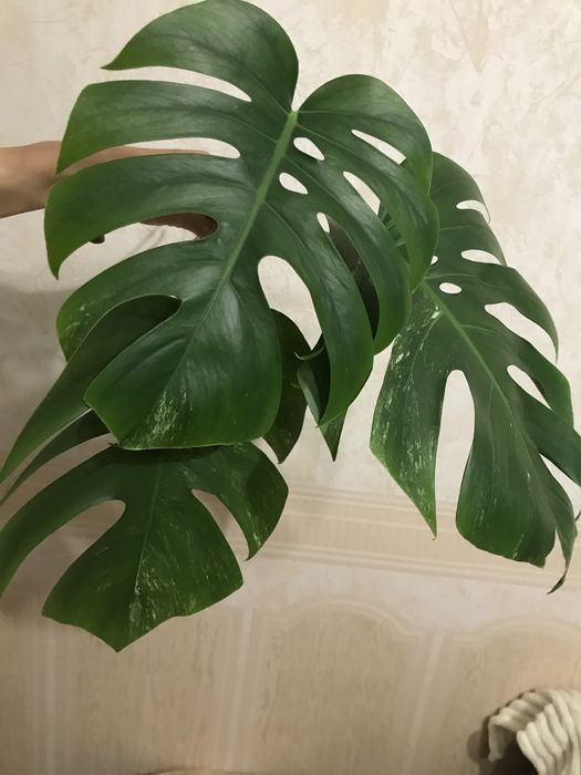 Продам монстеру альба