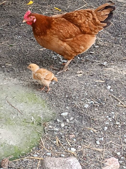 Sprzedam mleko wiejskie od krówek,