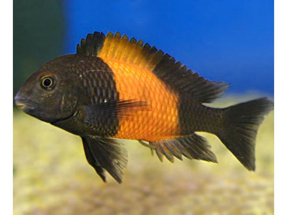 Tropheus Black bemba tanganika