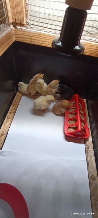 Ovos de galinhas criadas ao ar livre