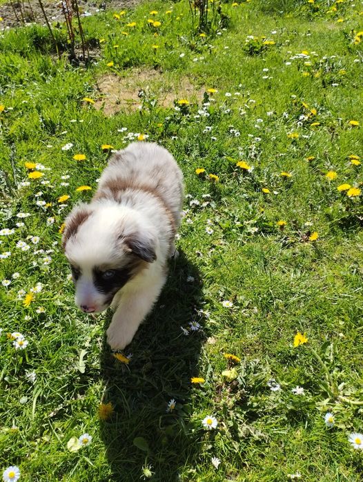 Border Collie piesek