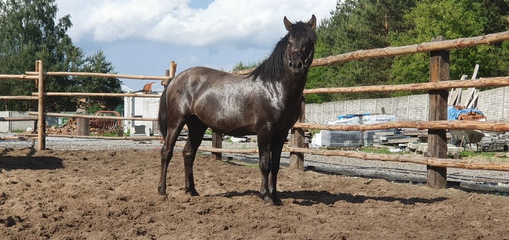 Konik Polski Ogier Dementor
