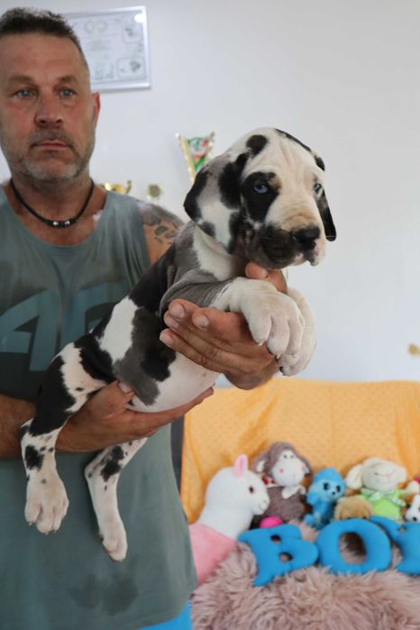 Suka Dog Niemiecki hodowla La Componella FCI suka bardzo mocna ZKwP
