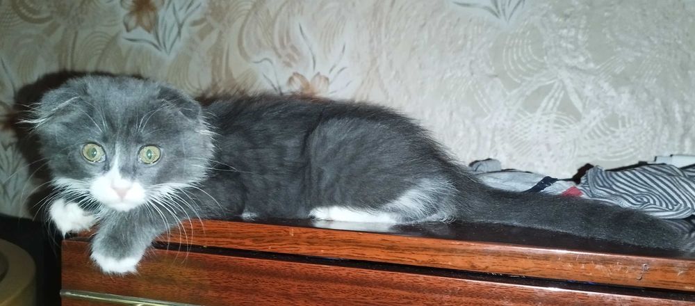 Шотландский котёнок