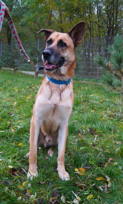 Ragnar - prawdziwy Scooby Doo szuka swojej ekipy!