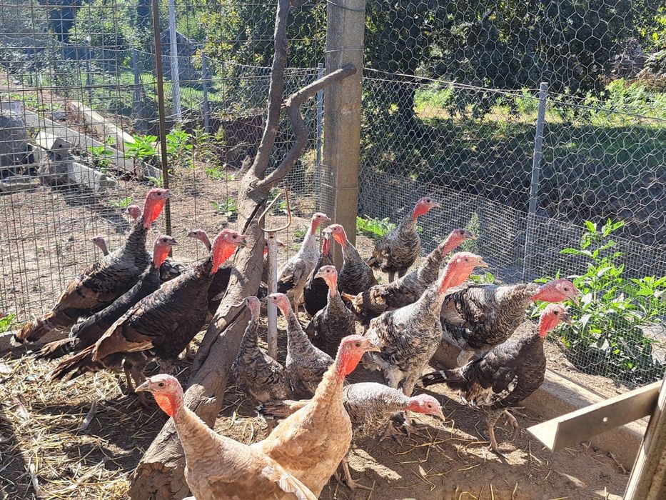 Vendo perus caseiros