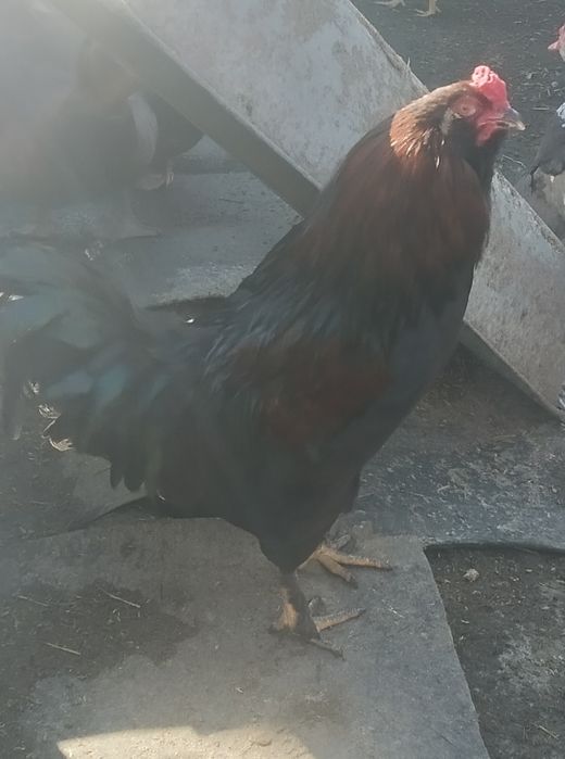 Продам  питухів   амерукану і карлики