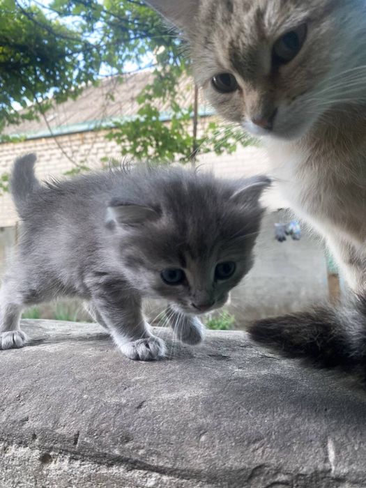 котята в добрые руки ищут семью