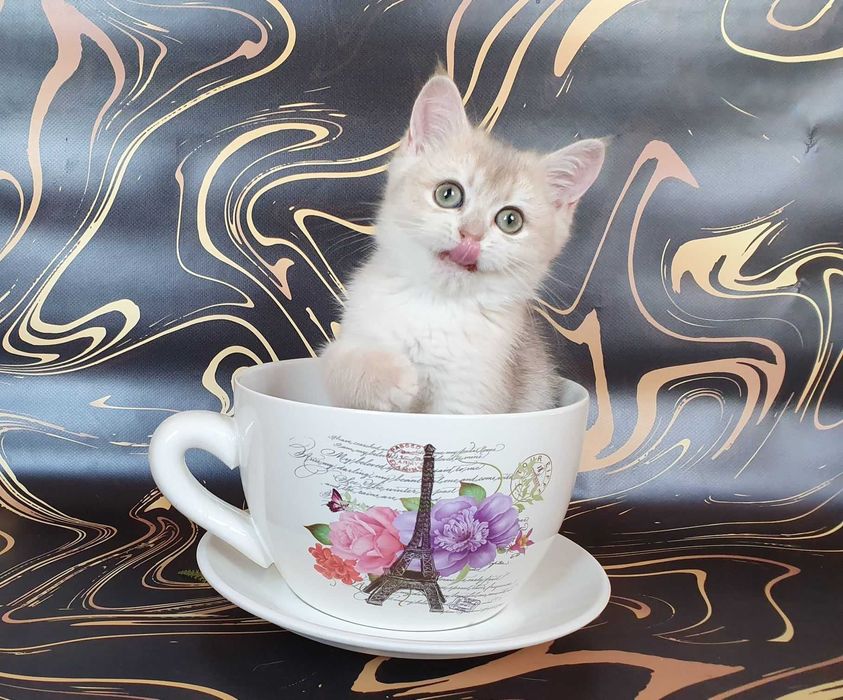 Холли -голубая золотистая шиншилла