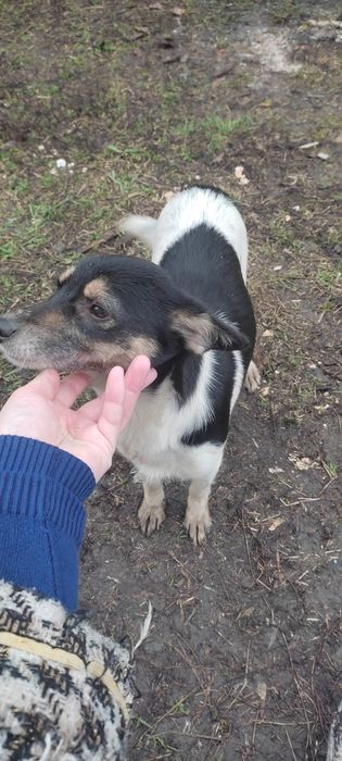 Терміново цуценята шукають дім