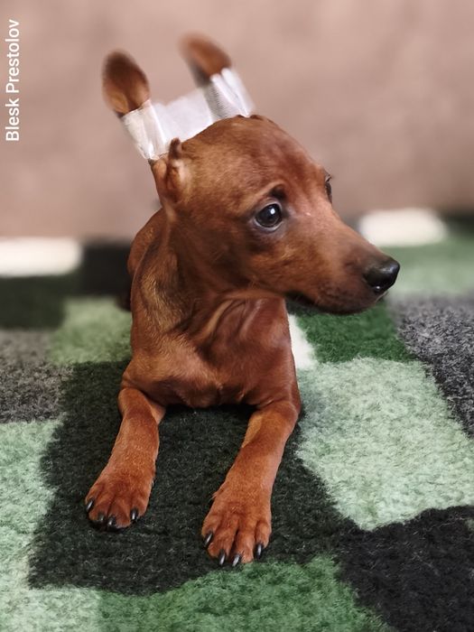 Щеня Цвергпінчера, родовід КСУ